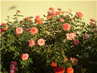d6b48e20-Picture 3240.jpg
